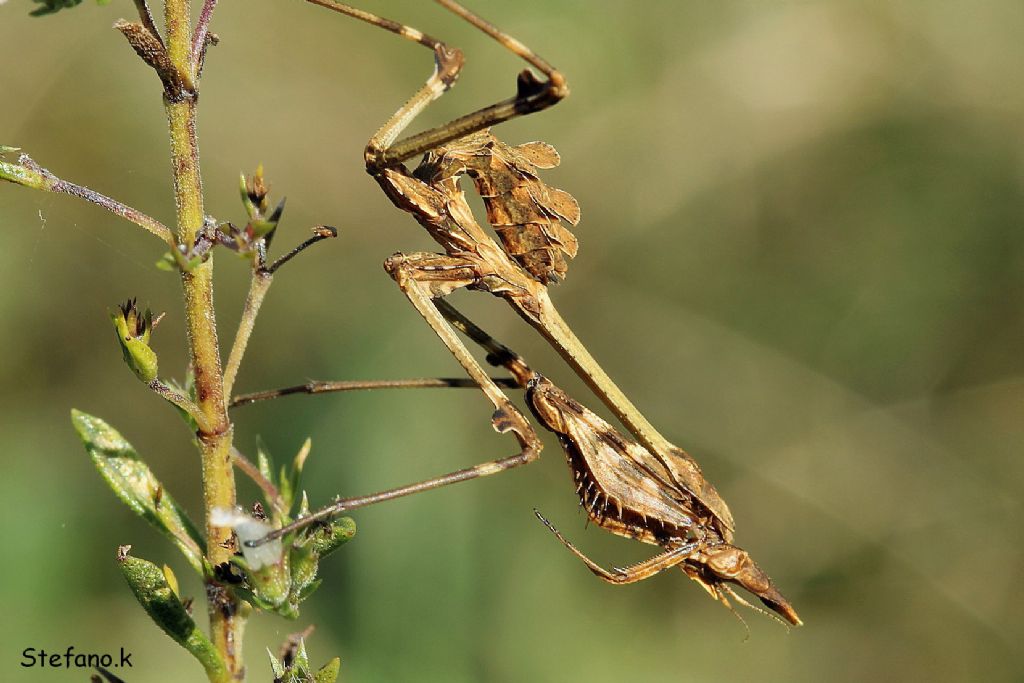 Giovane Empusa fasciata